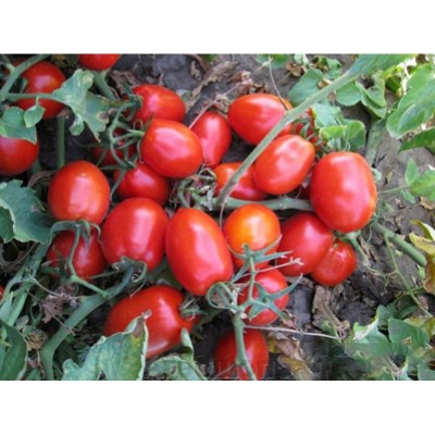 Семена детерминантного томата Харди F1 ( 90-95 дней) (5000 нас.) Lark Seeds